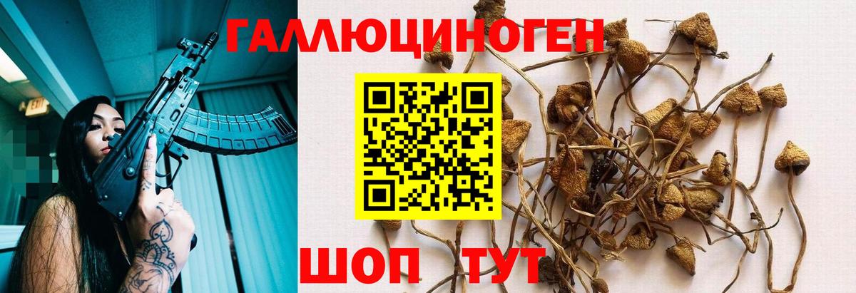 Псилоцибиновые грибы Psilocybine cubensis Видное